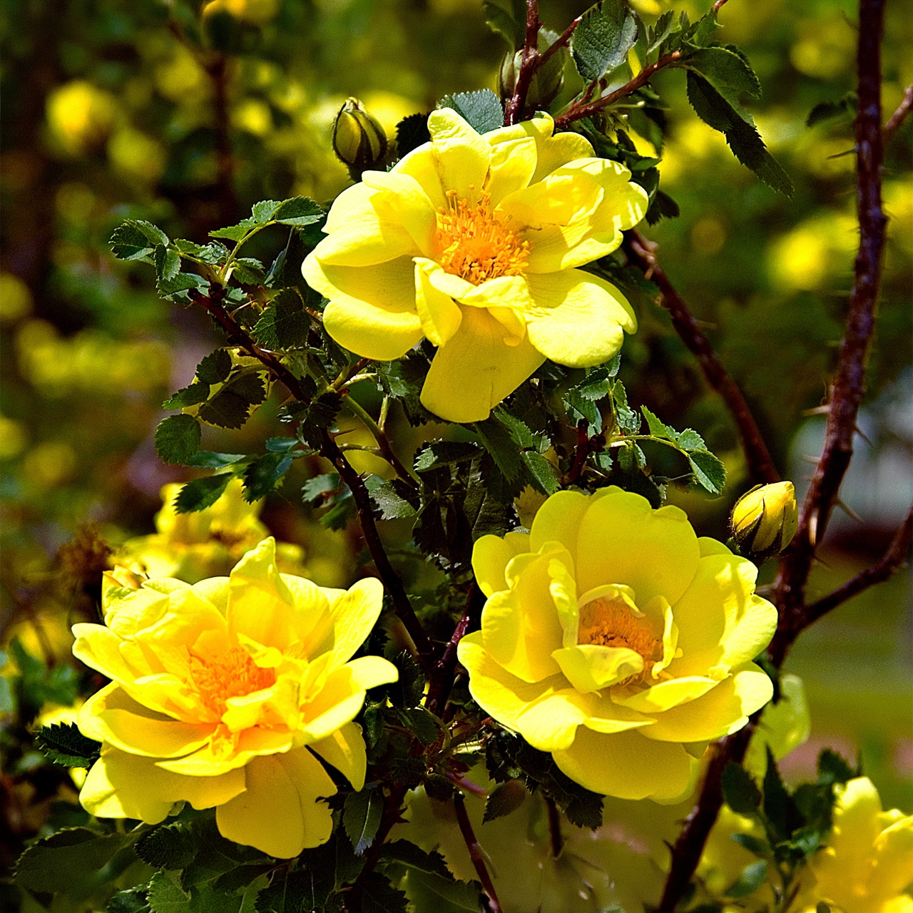 Douches d'or grimpantes Rose jaune