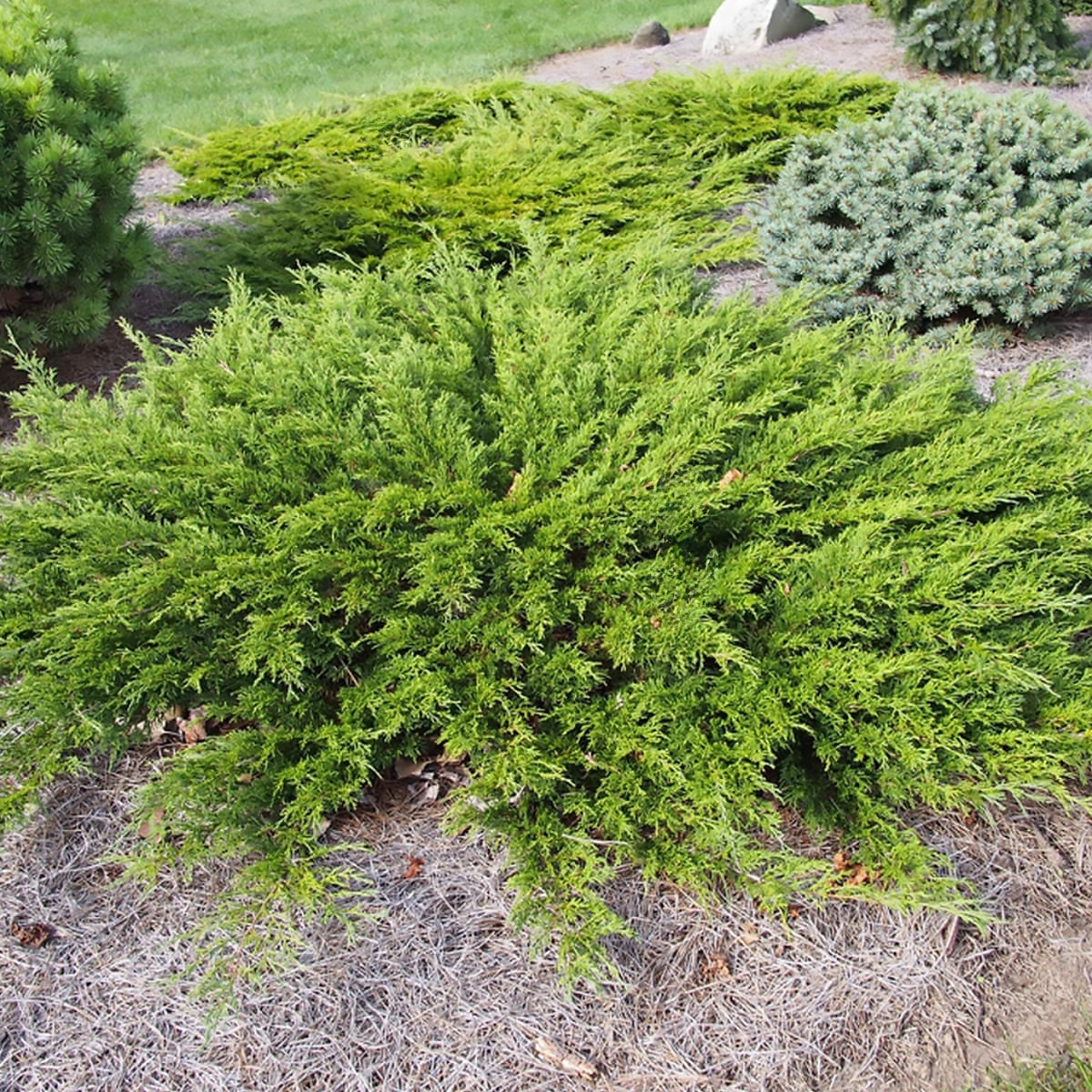 Juniperus sabina 'Calgary Carpet'