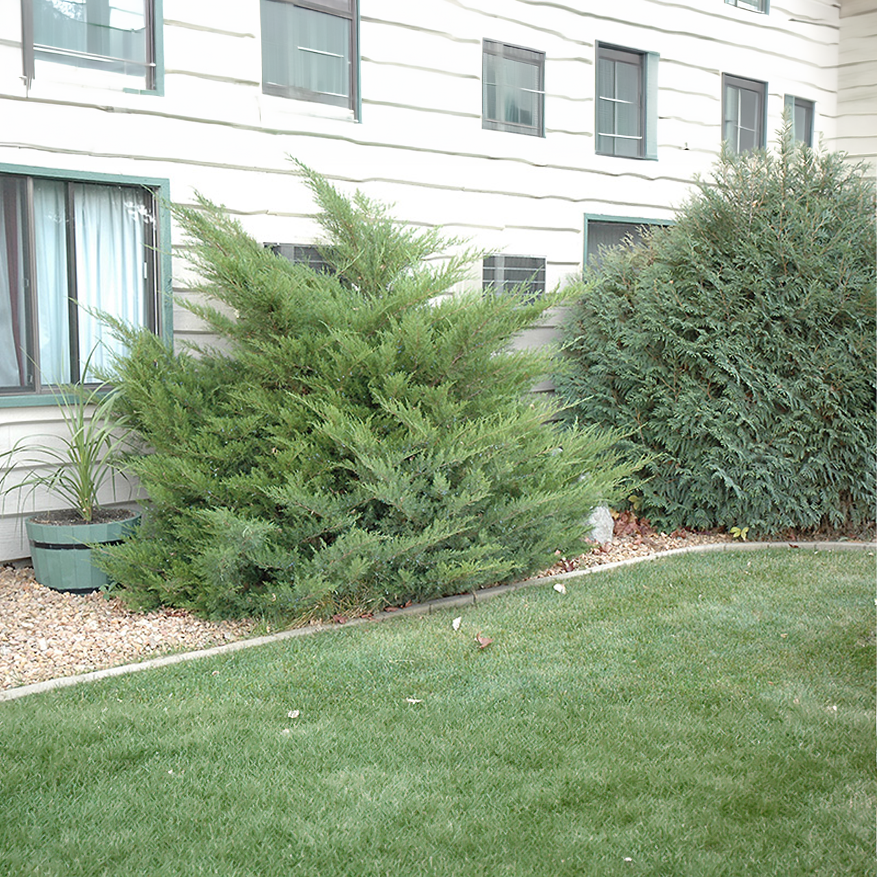 *Juniperus chinensis* 'Mint Julep'