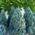 Juniperus scopulorum 'Moffat Blue' 125 cm