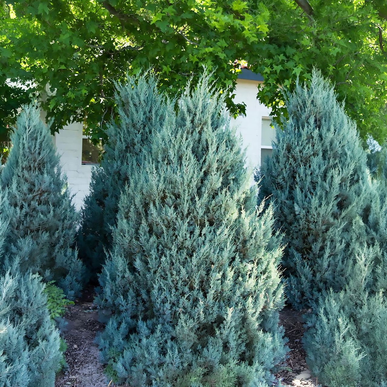 Juniperus scopulorum 'Moffat Blue' 125 cm