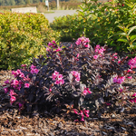Weigela florida 'Stunner'