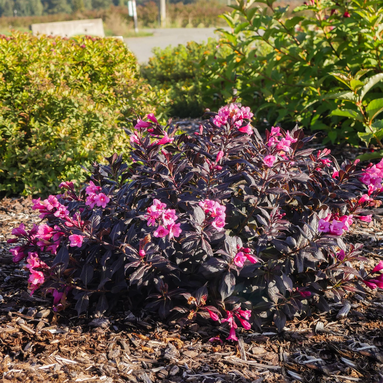 Weigela florida 'Stunner'