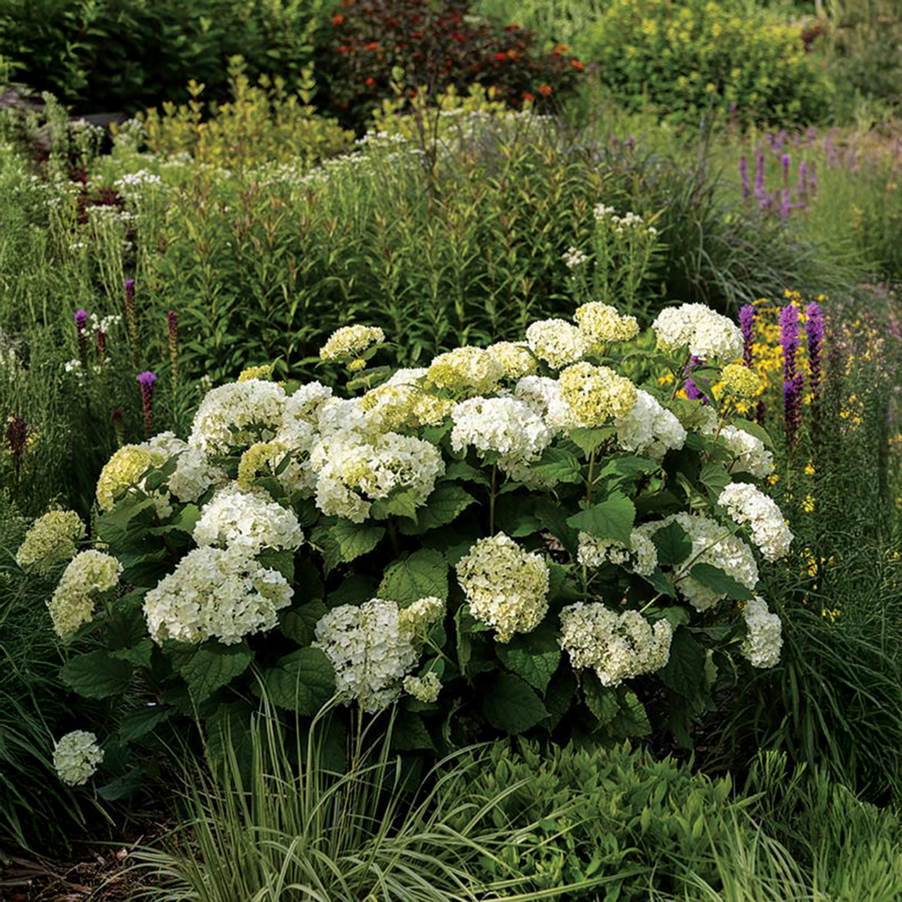 Hortensia « FlowerFull »