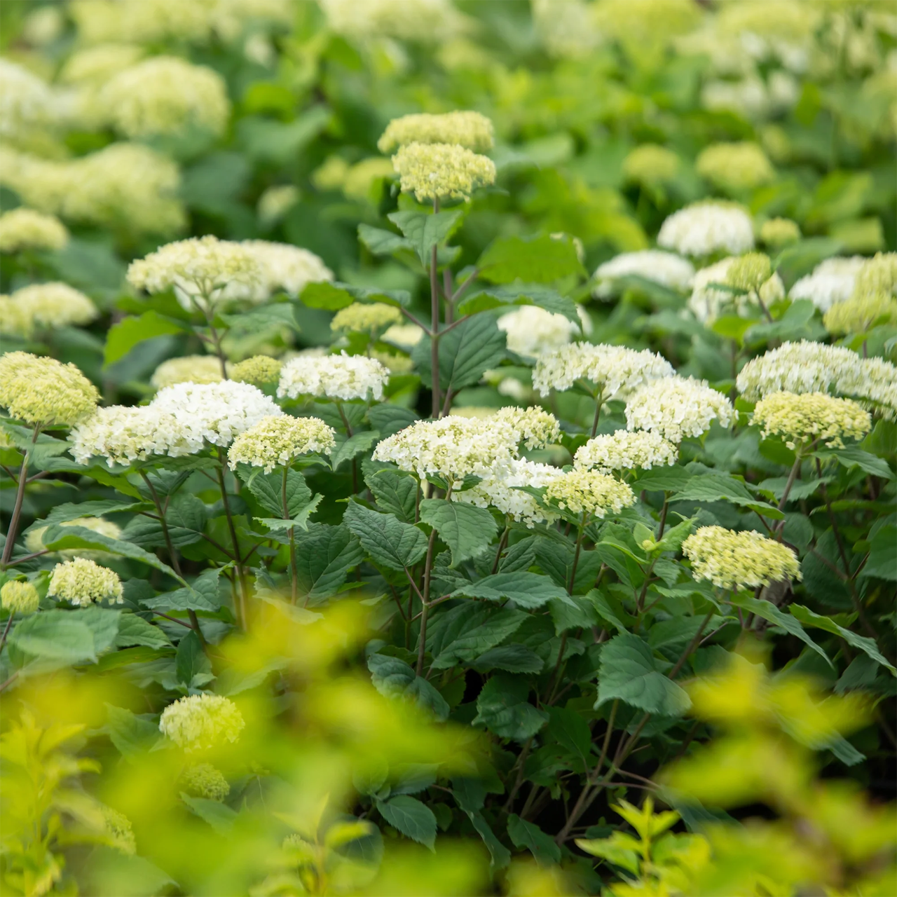 Hortensia FlowerFull