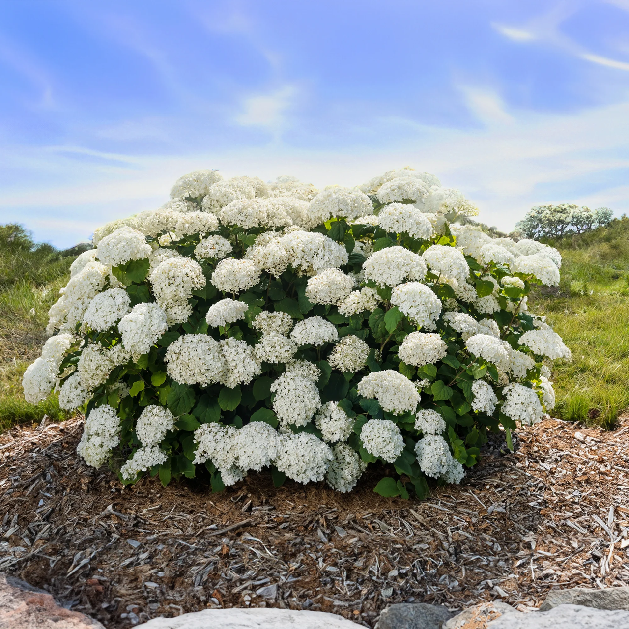 Hortensia FlowerFull