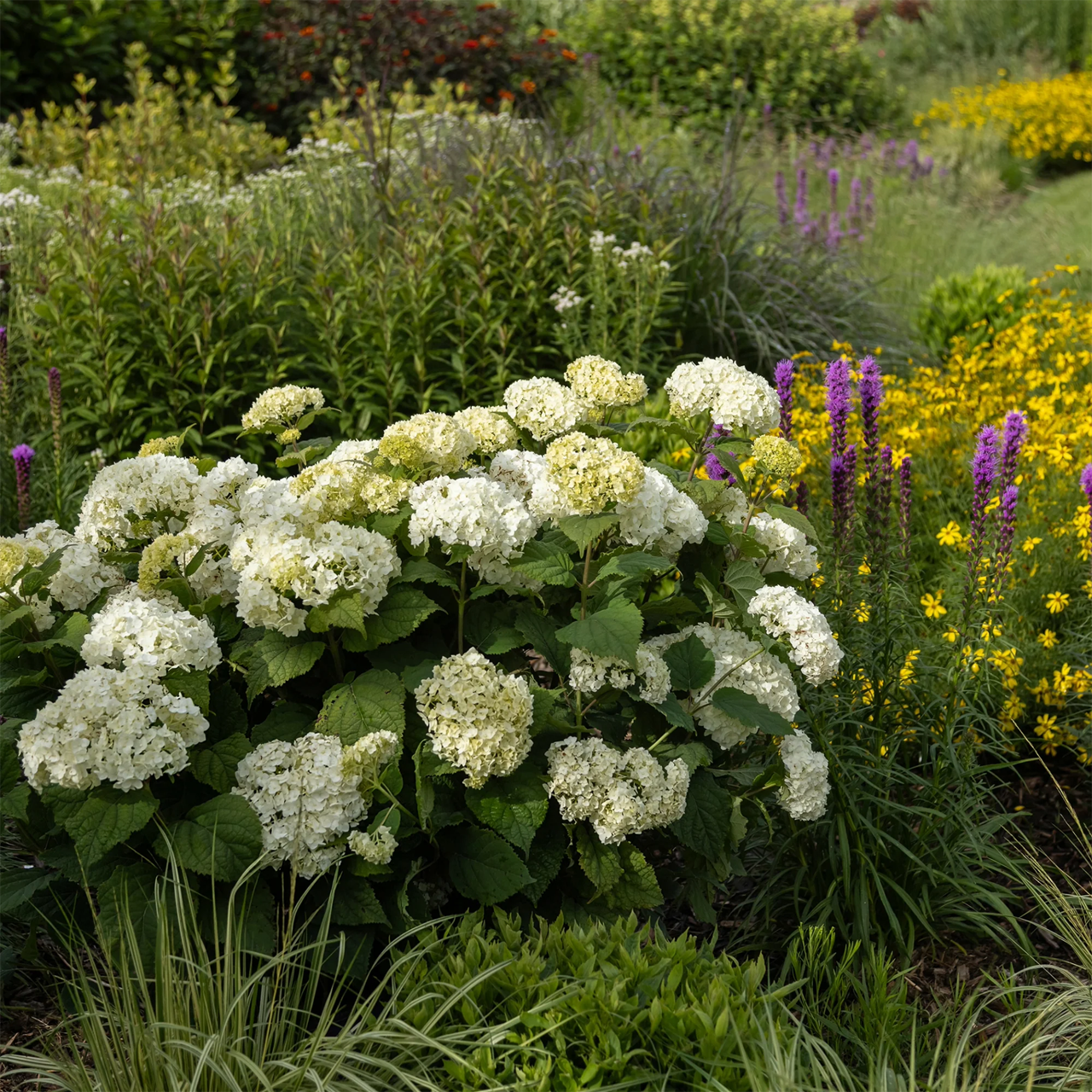 Hortensia FlowerFull