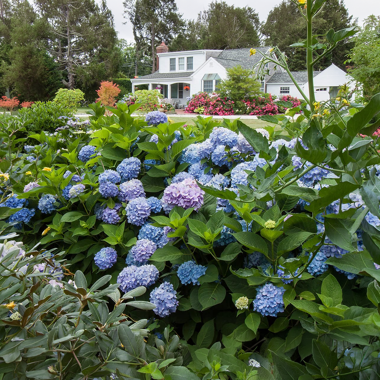 Hortensia Endless Summer