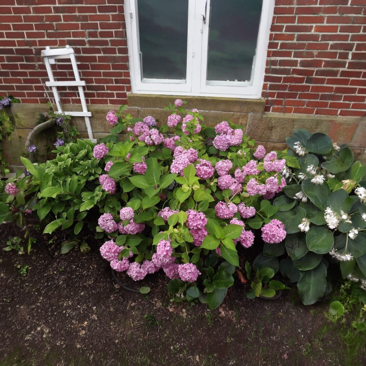 Hortensia Endless Summer