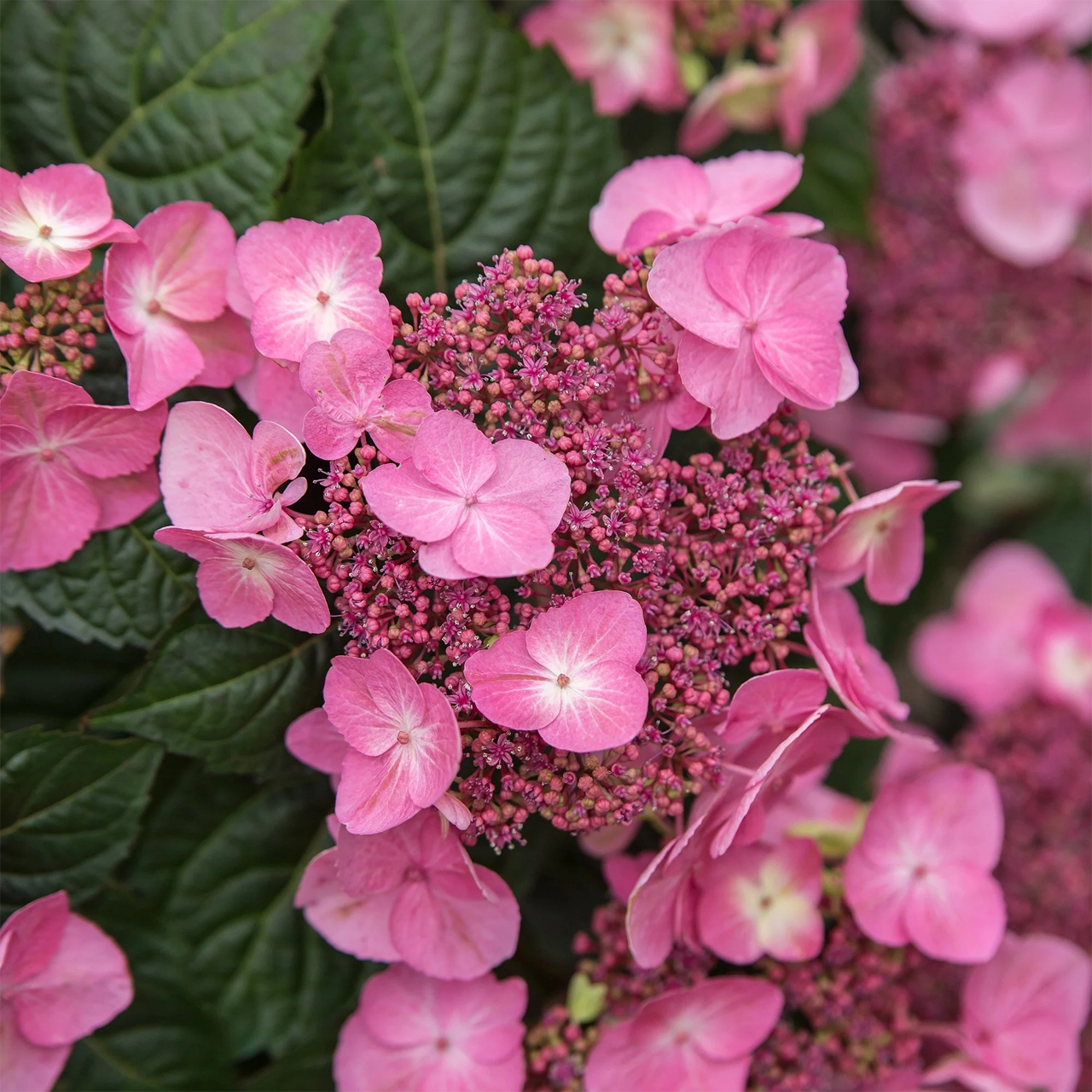 Hortensia Pop Star