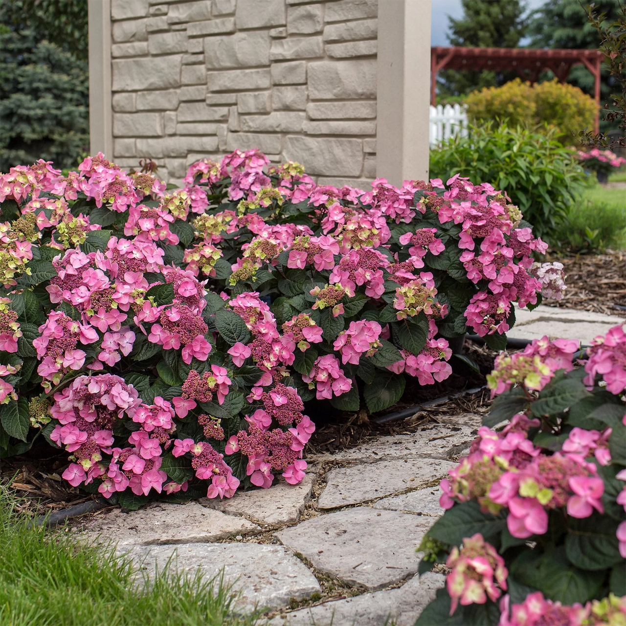 Hortensia Pop Star