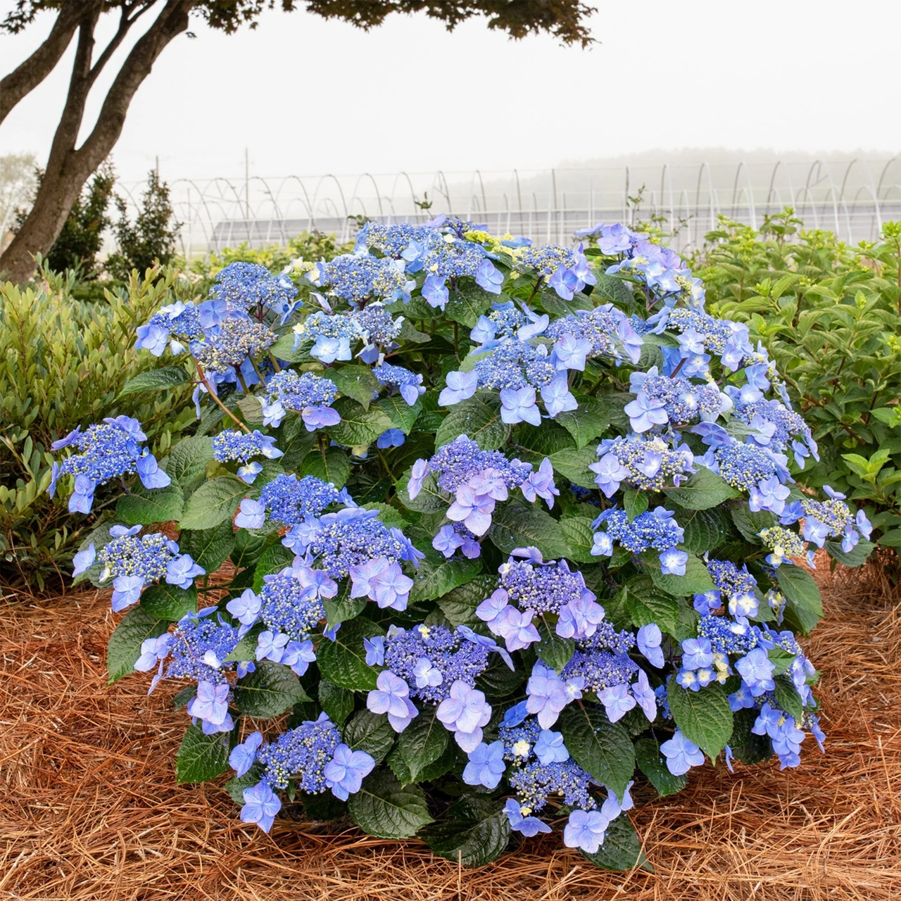 Hortensia Pop Star