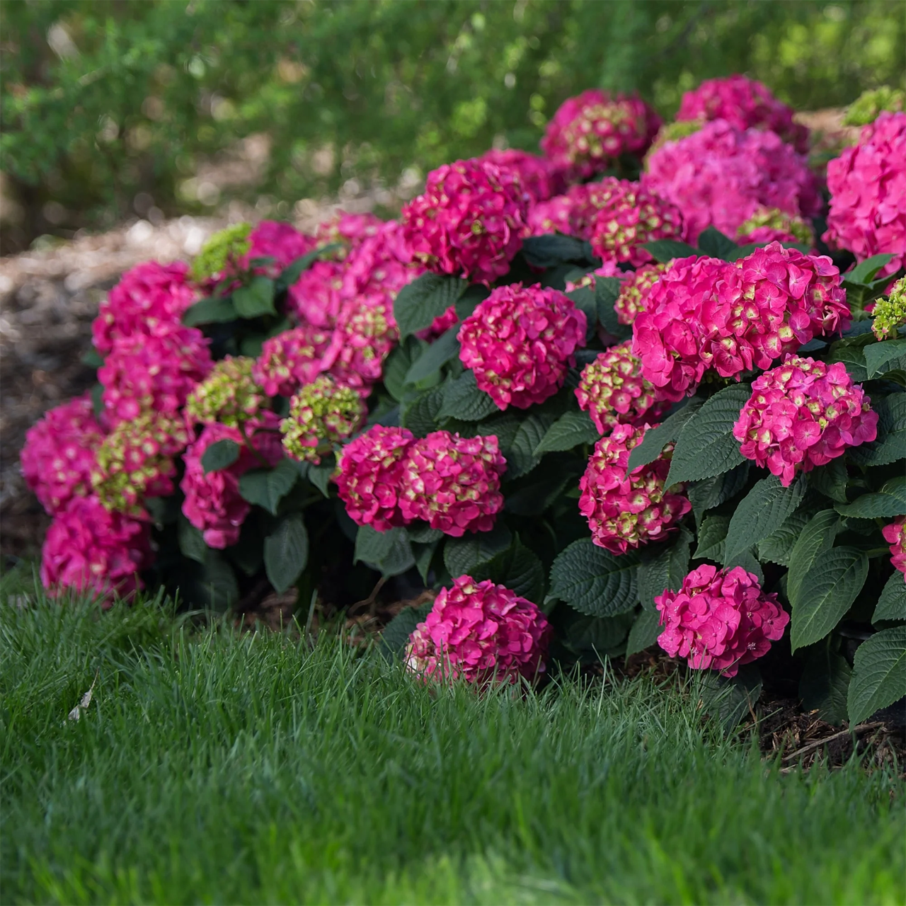 Hortensia Pop Star
