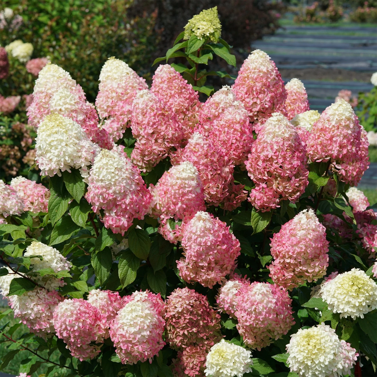 Hydrangea Quick Fire Fab
