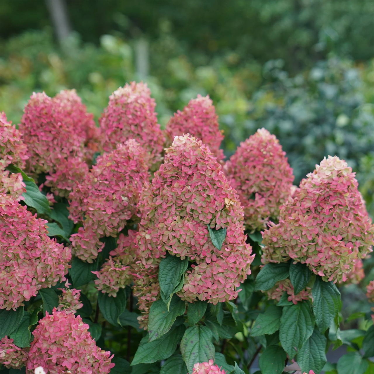 Hydrangea Quick Fire Fab