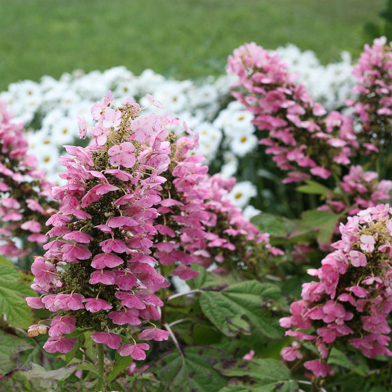 Hortensia Gatsby Pink