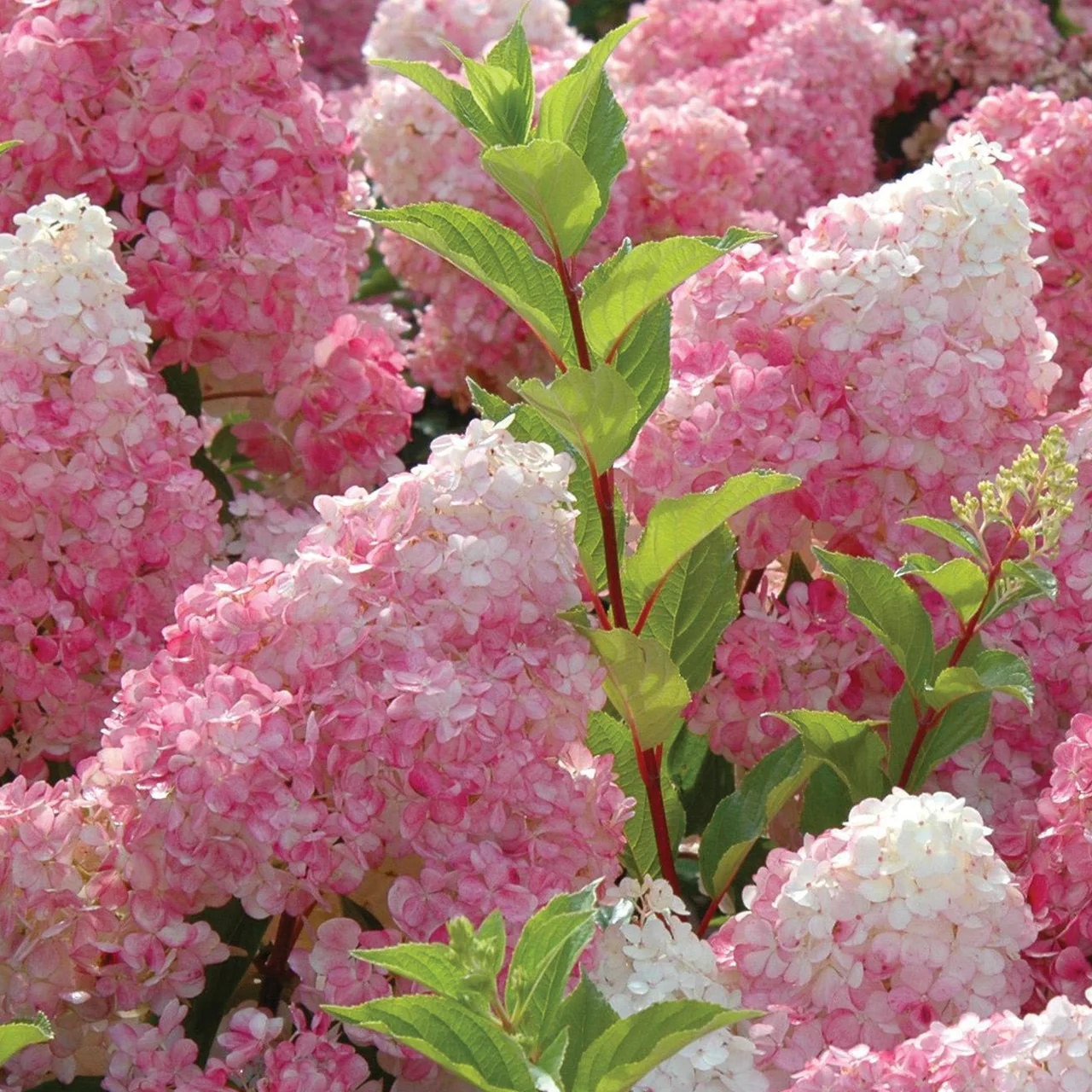 Hydrangea paniculata 'Vanille Fraise'