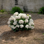 Hortensia Dreamcloud