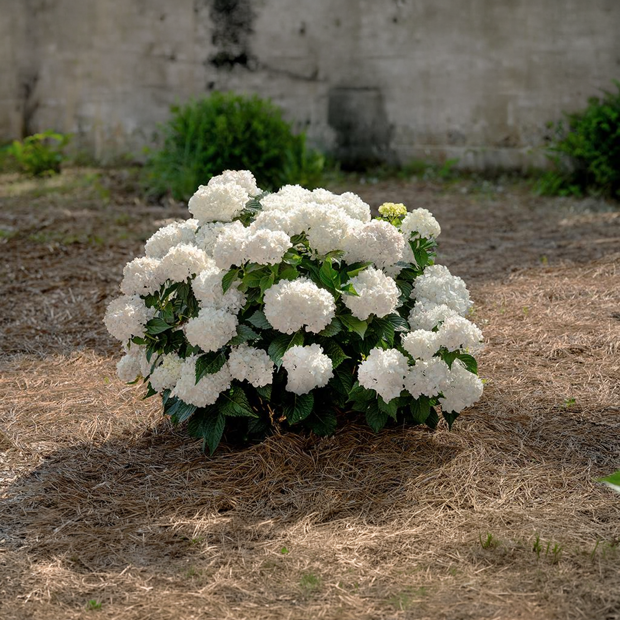 Hortensia Dreamcloud