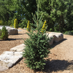 Picea glauca 'North Pole' 60 cm