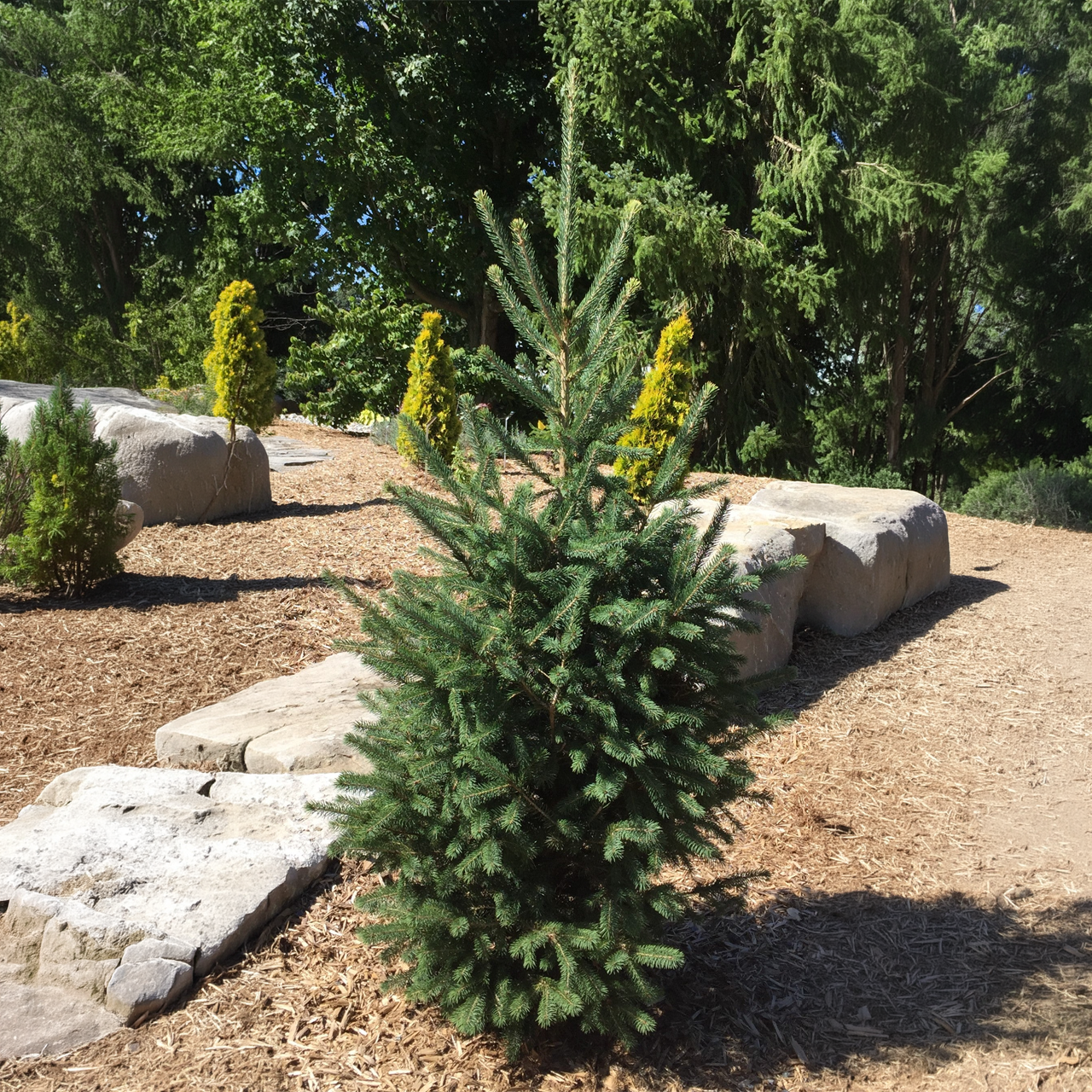 Picea glauca 'North Pole' 60 cm
