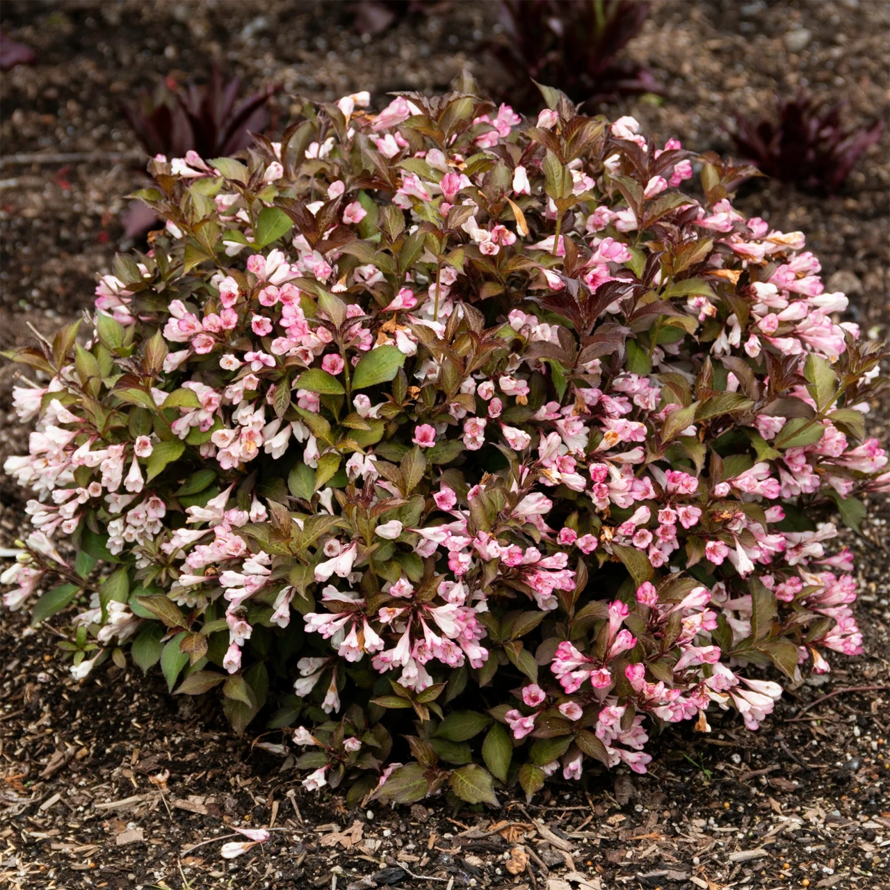 Weigela florida 'Afterglow'