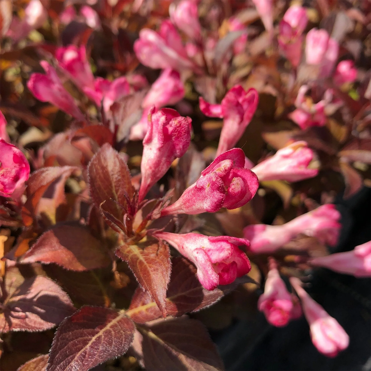 Weigela florida 'Afterglow'
