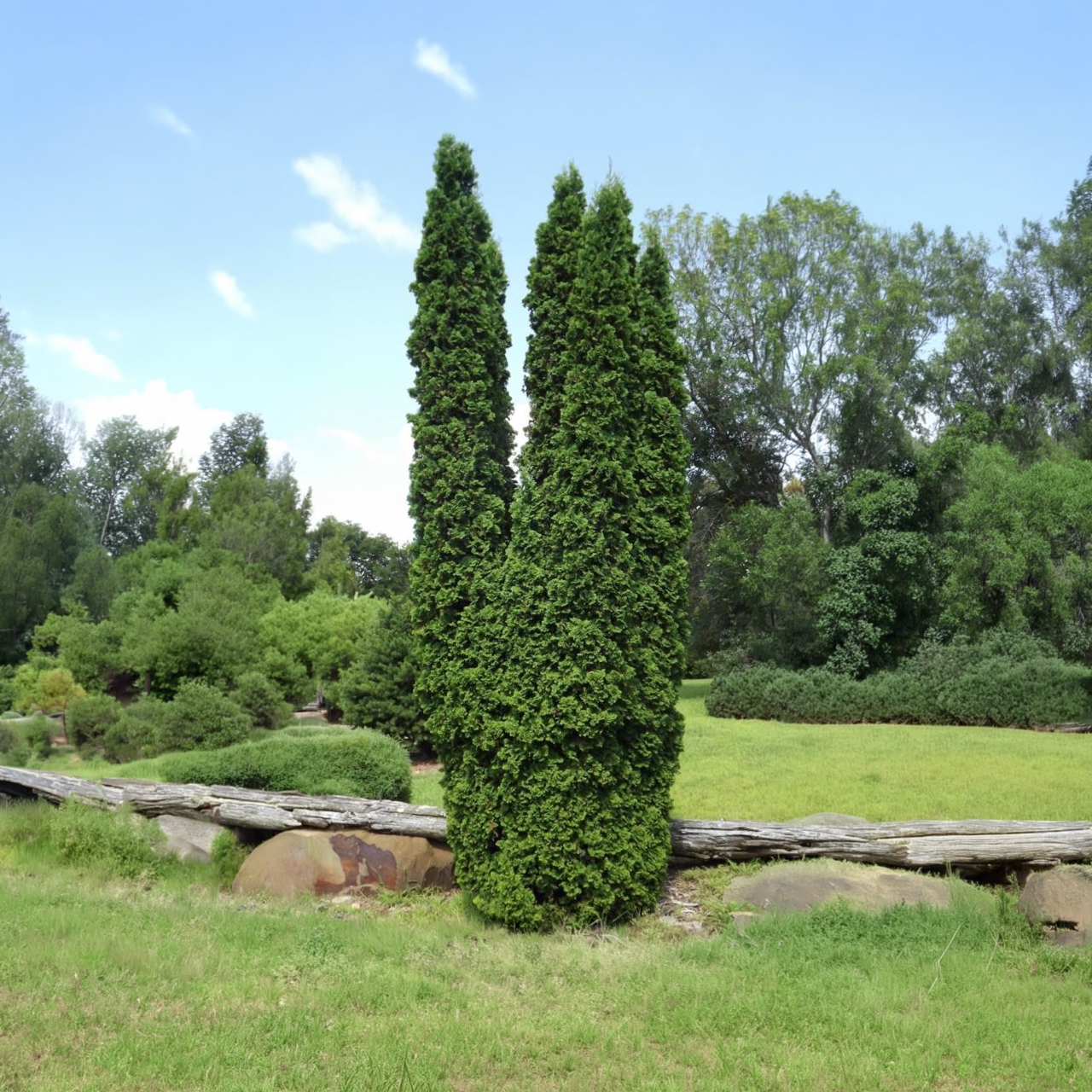 Thuya occidentalis 'Unicorn' 150 cm