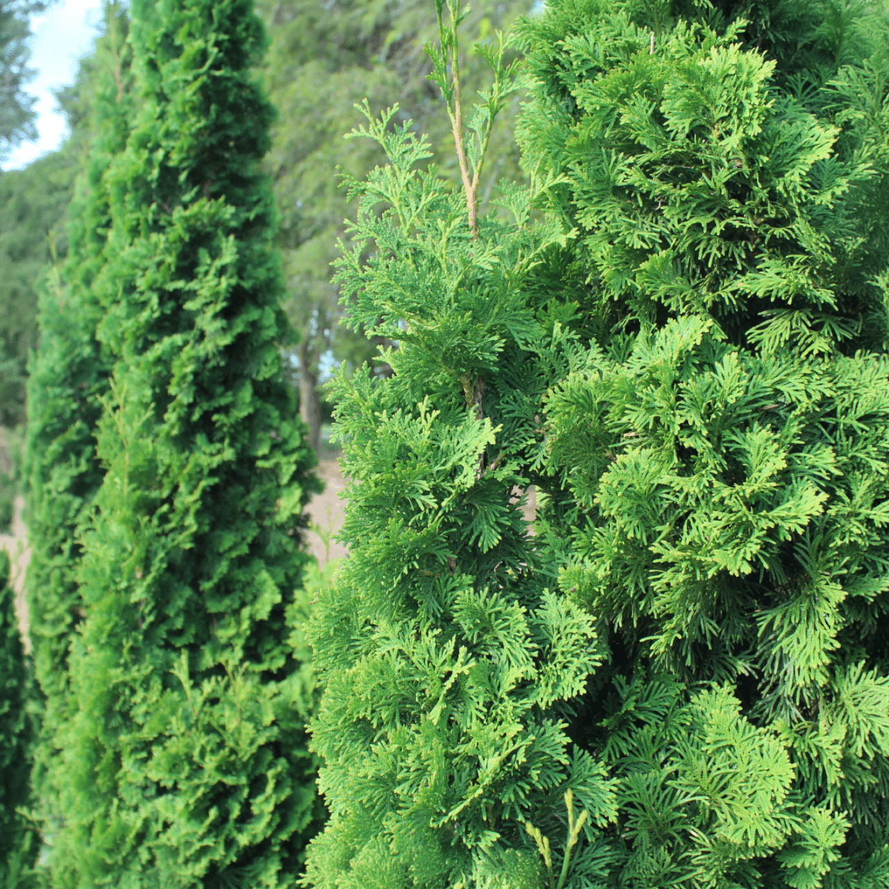 Thuya occidentalis 'Unicorn' 150 cm