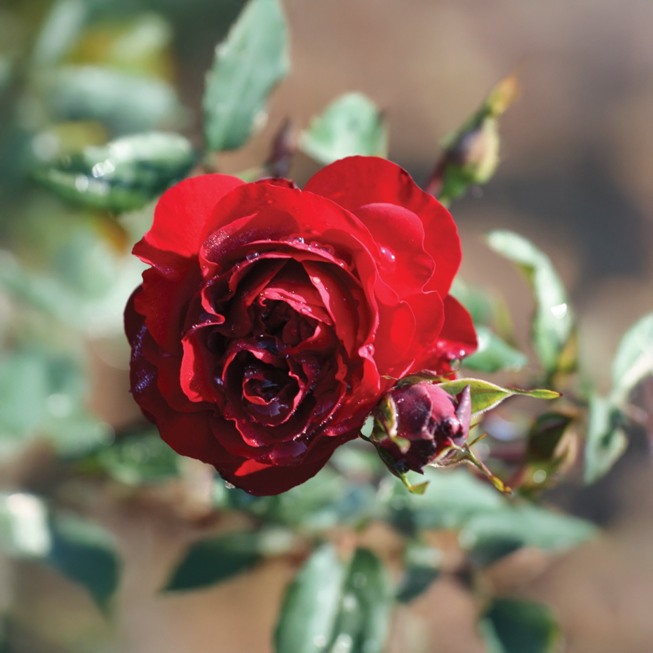 Exploratrice « Navy Lady » Rose rouge