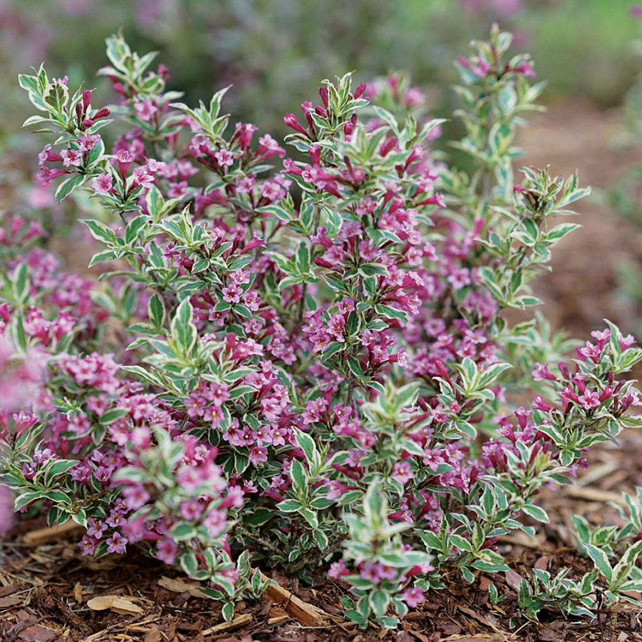Arbuste Weigela « My Monet Purple Effect »