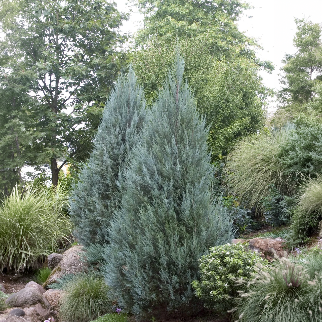 Juniperus scopulorum 'Moonglow' 90 cm
