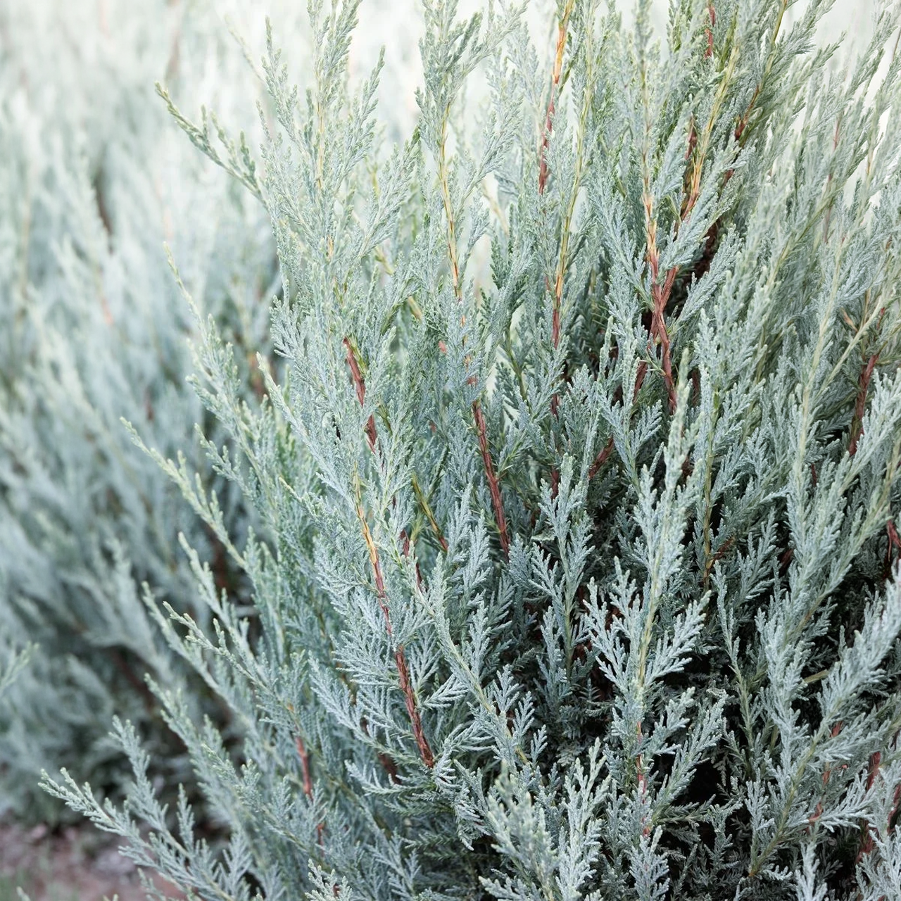 Juniperus scopulorum 'Moonglow' 90 cm