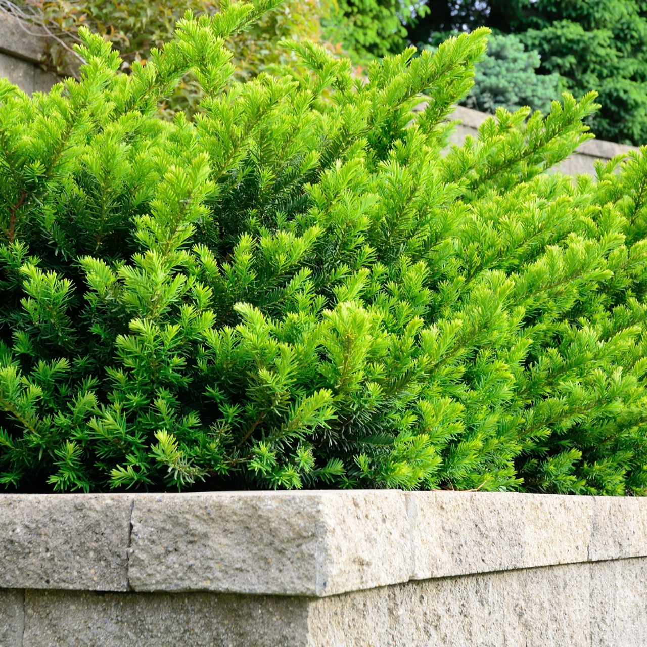 Taxus media 'Densiformis' 40 cm