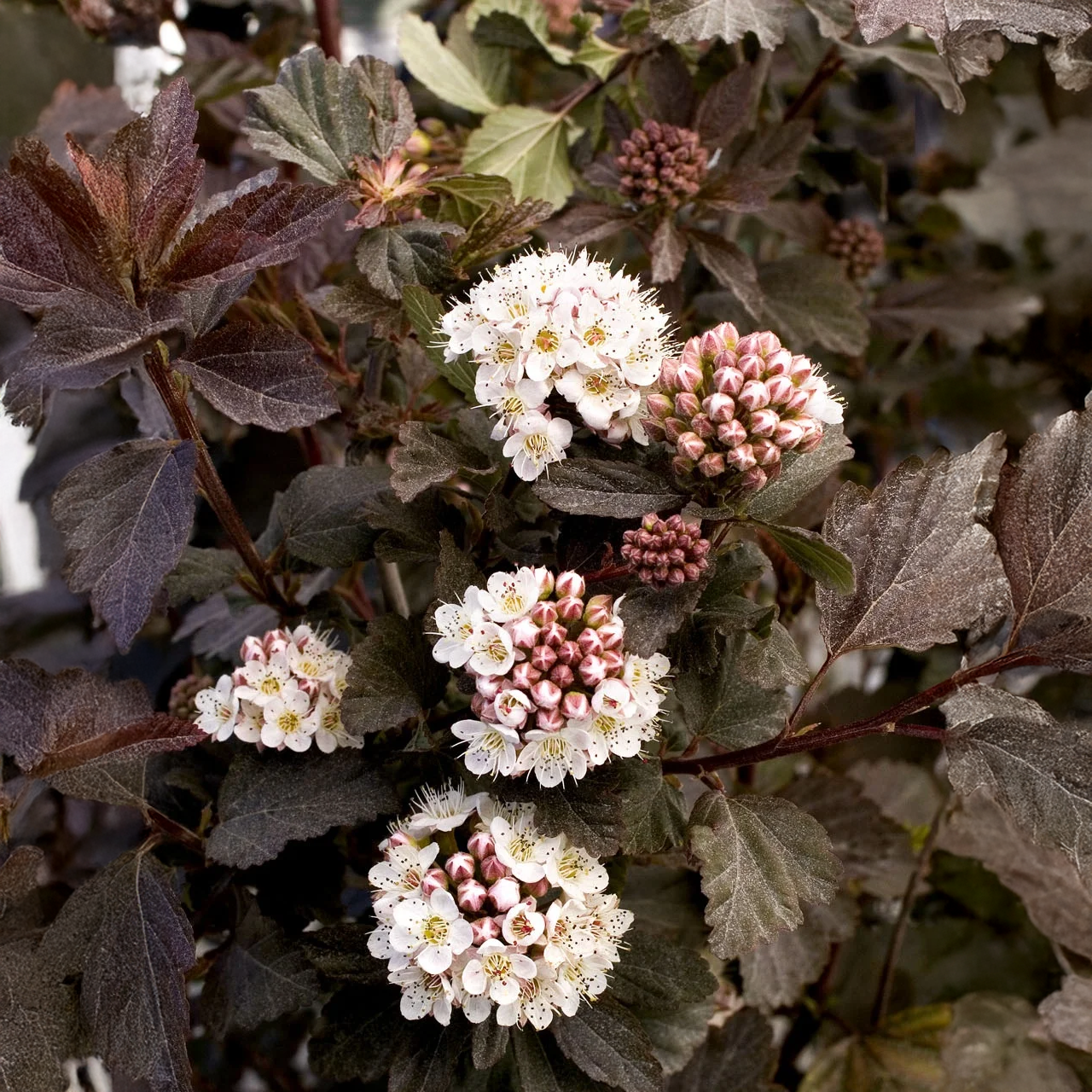 Arbuste à écorce de neuf violet « Diabolo » | 3 gallons