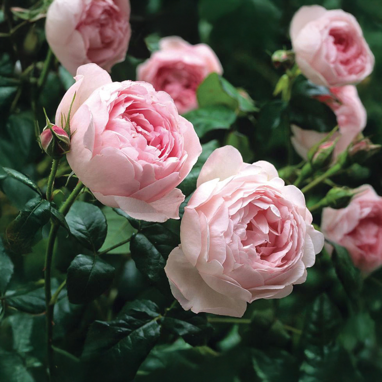 Rose clair « Île dispersée » de David Austin