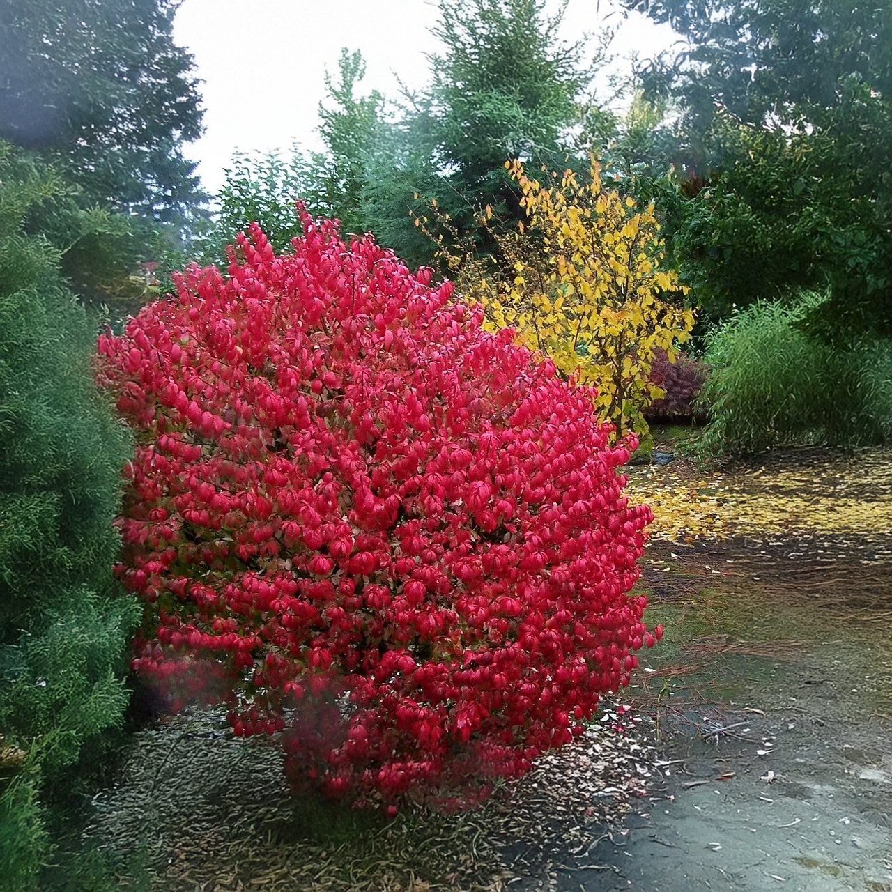 « Le petit Moïse et le buisson ardent »