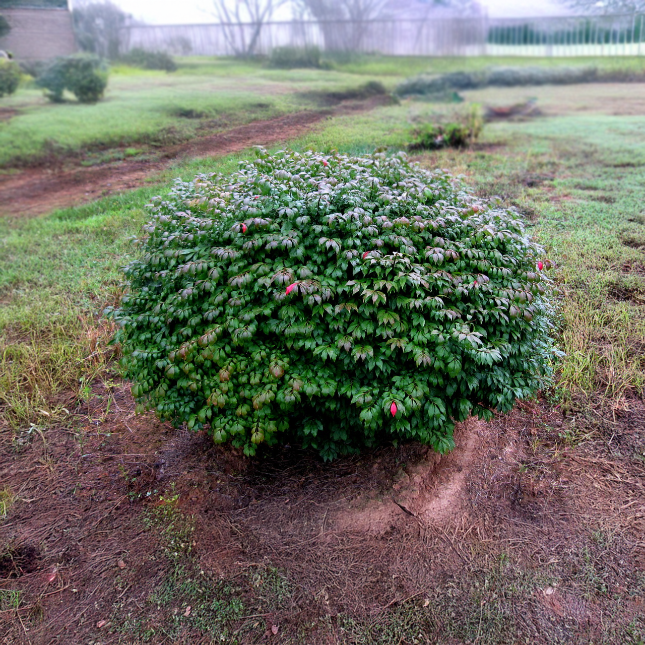 « Le petit Moïse et le buisson ardent »