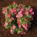 Potentille 'Bella Bellissima Hachliss'