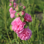 Rose trémière Alcea Rosea Chaters « Double rose »