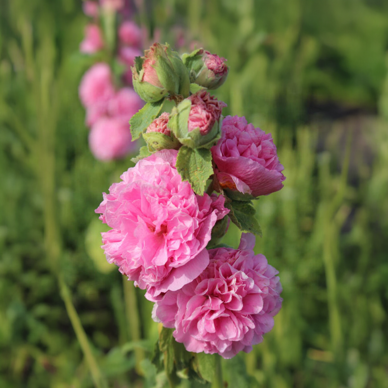 Rose trémière Alcea Rosea Chaters « Double rose »