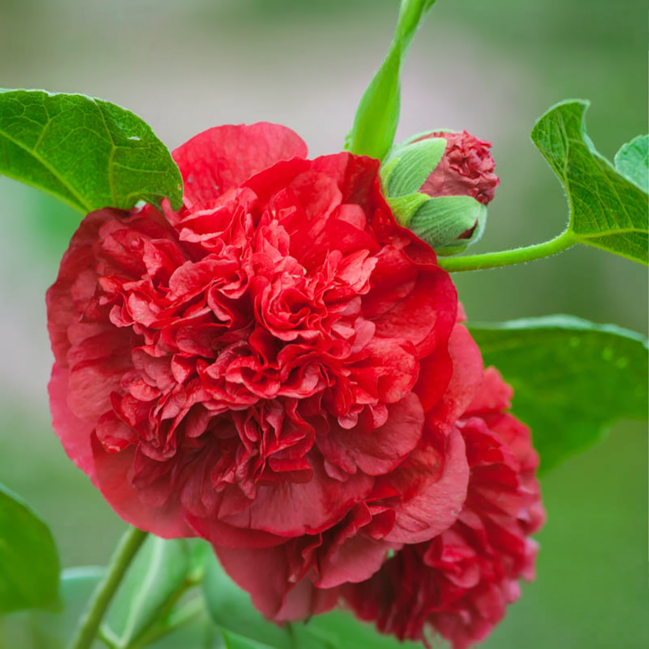 Rose trémière Alcea Rosea Chaters « Double Rouge »