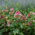 Rose trémière Alcea Rosea « Fiesta Time »