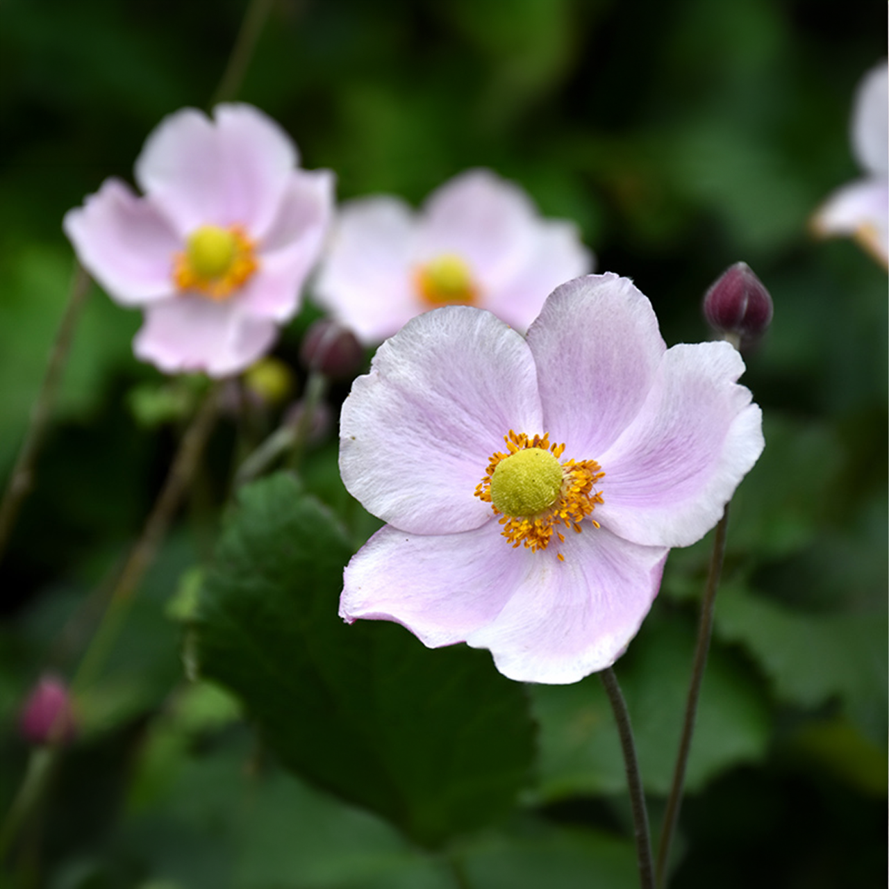 Anemone du Japon « September Charm » Anémone pulsatille