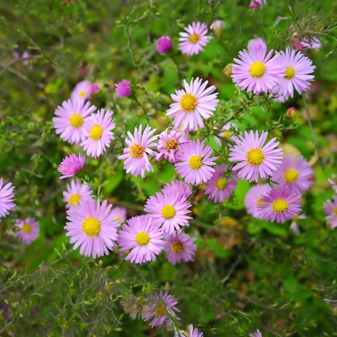 Aster Dumosus "Woods Pink" Marguerite d'automne