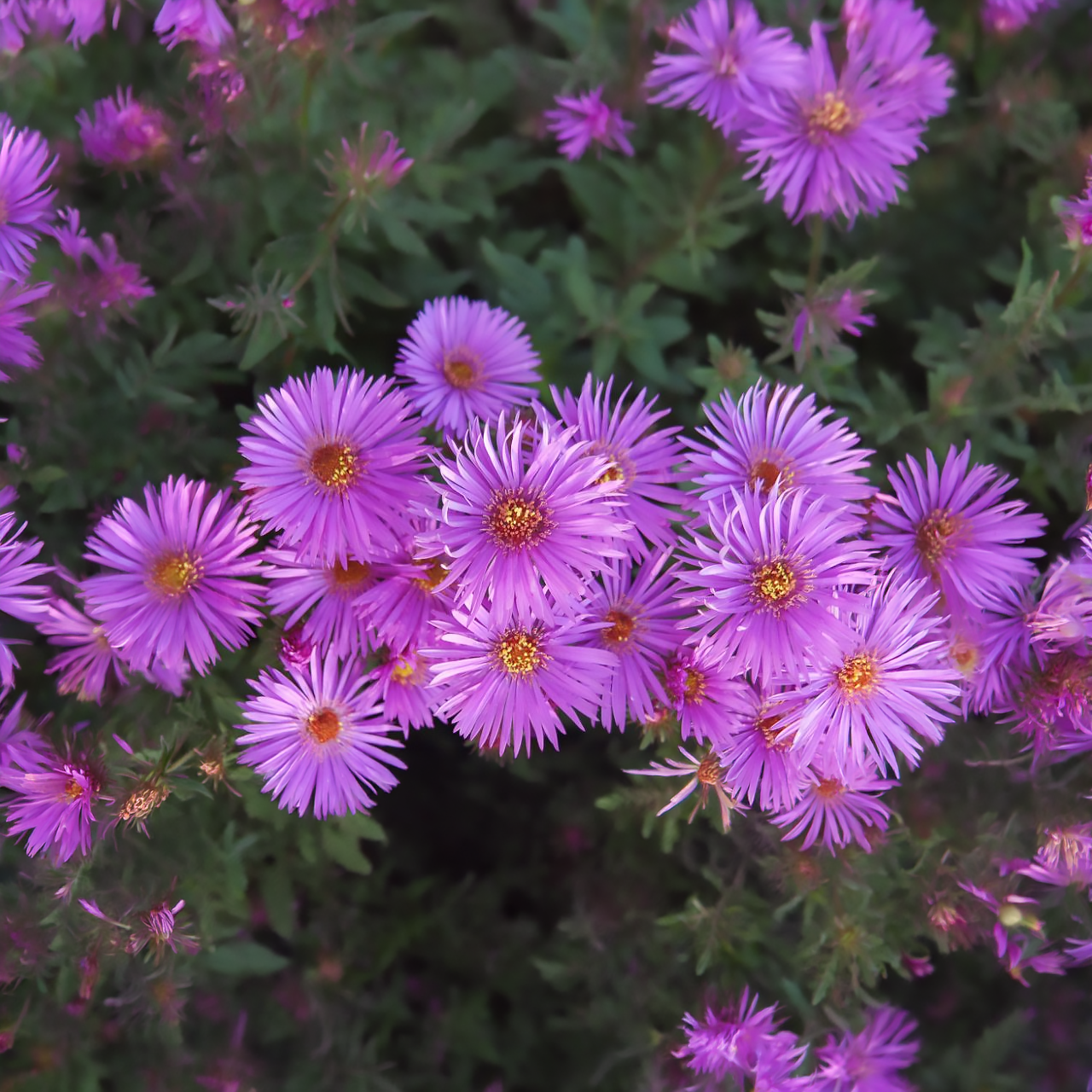 Aster dumosus « Woods Purple » (Aster d’automne)