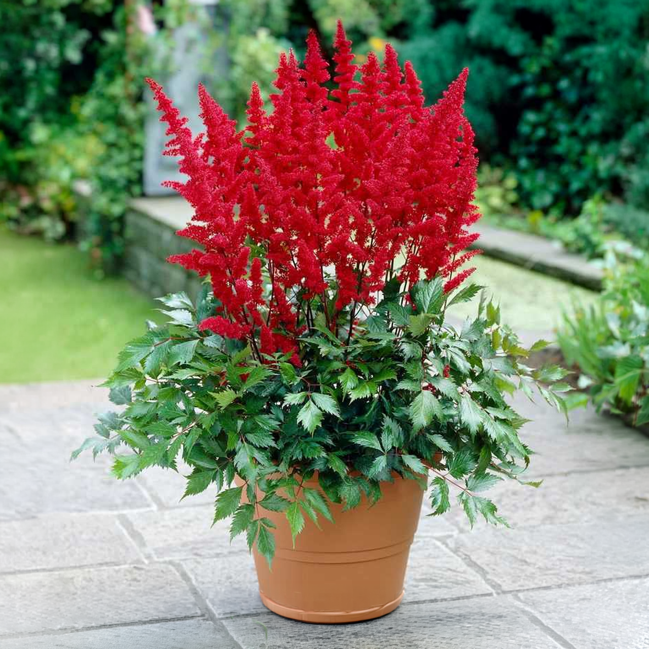 Astilbe Arendsii "Fanal" 4-5 yeux