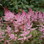 Astilbe Japonica « Colour Flash » 2-3 yeux