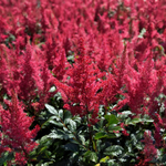 Astilbe Japonica « Montgomery » 2-3 yeux