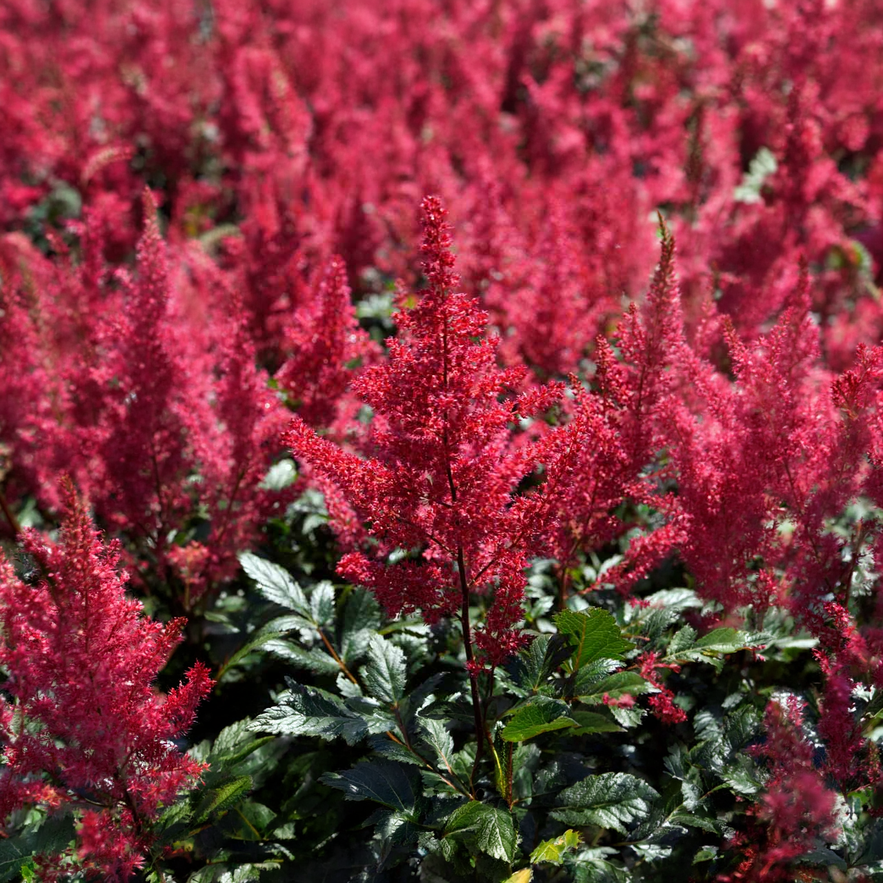 Astilbe Japonica « Montgomery » 2-3 yeux